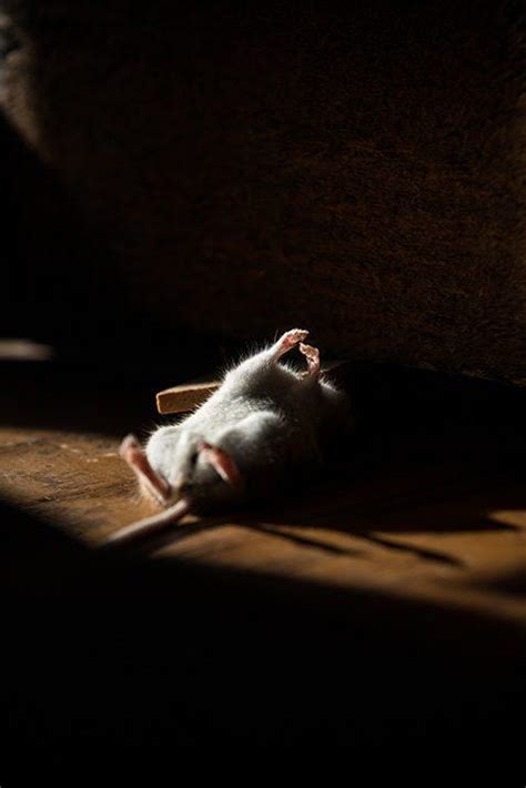看見老鼠預兆 死不瞑目怎麼辦